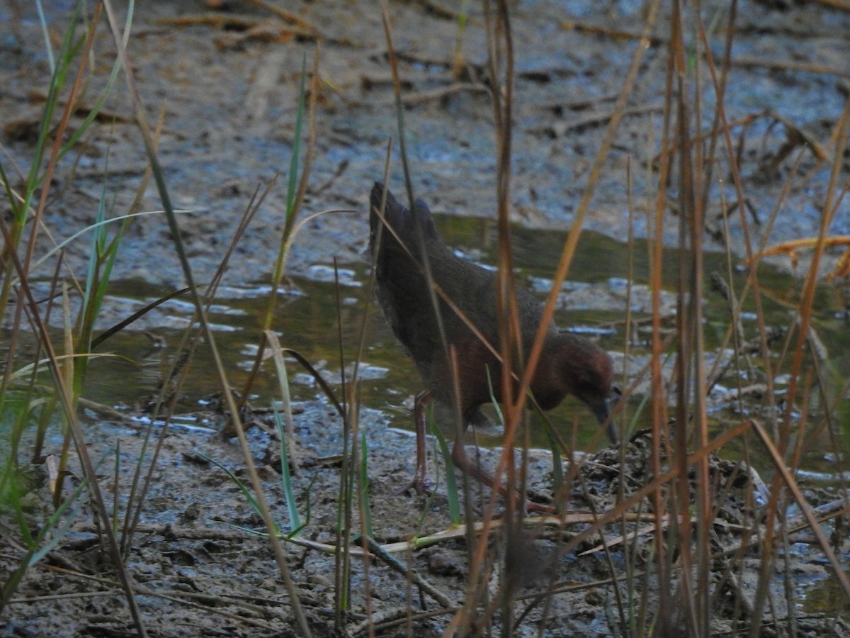 Ruddy-breasted Crake - Afsar Nayakkan