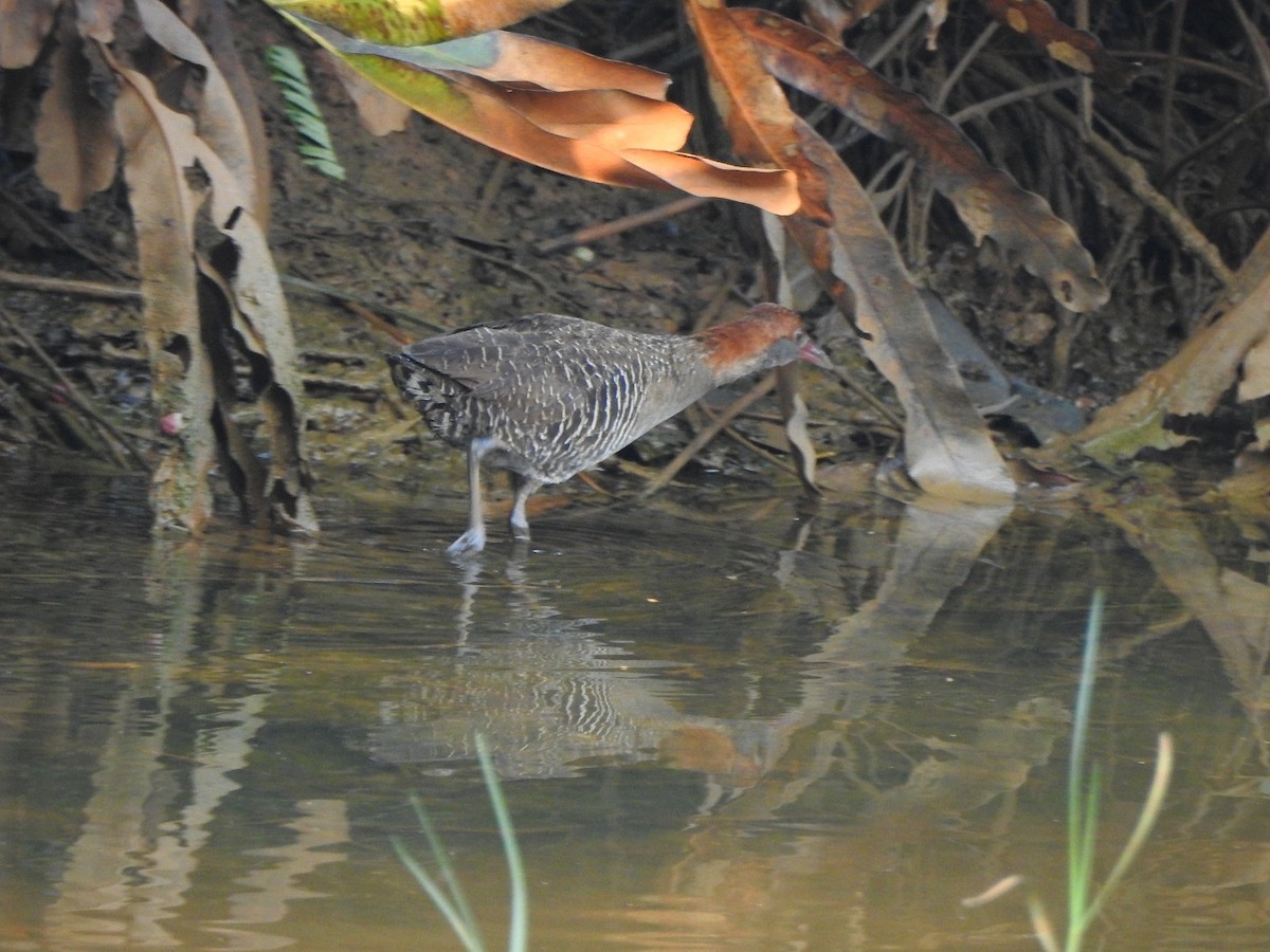 Slaty-breasted Rail - Afsar Nayakkan