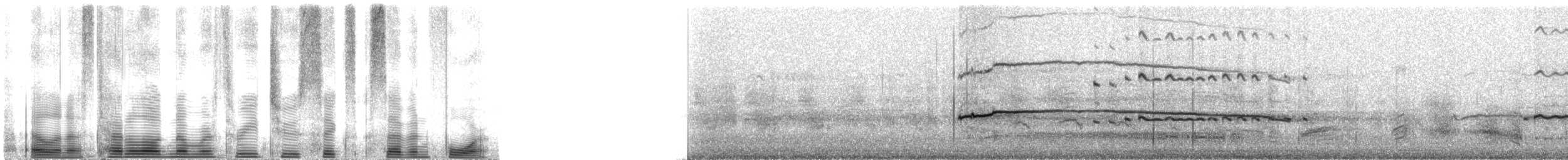 Laysan Albatross - ML32674