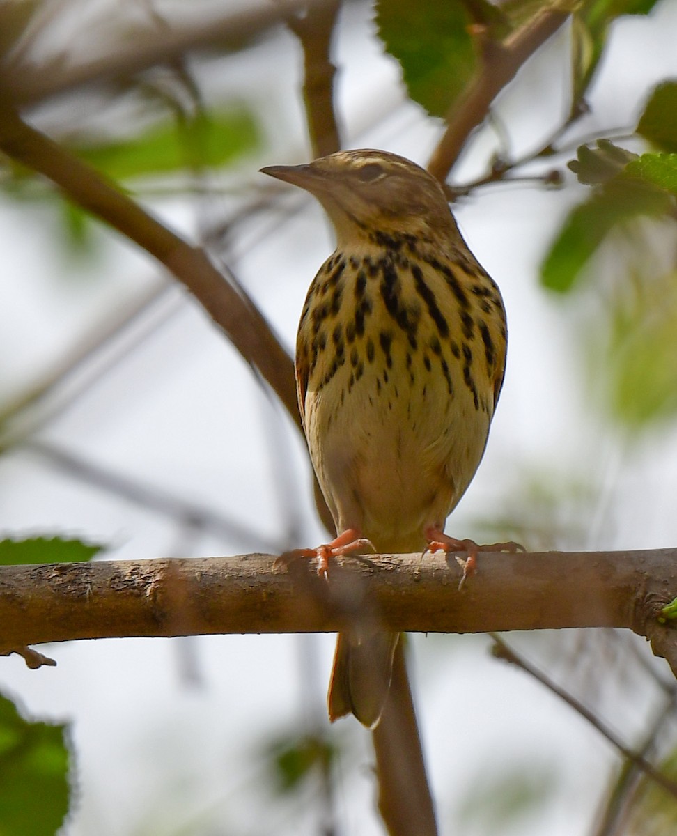 linduška lesní - ML326742161