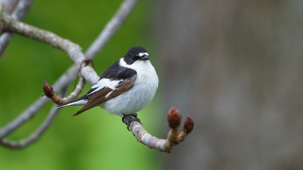 Semicollared Flycatcher - babur hakarar