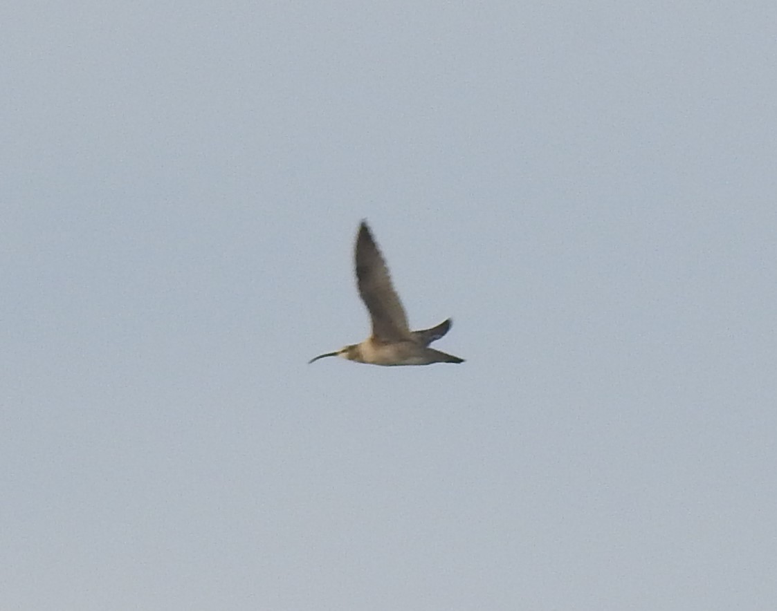 Whimbrel - Bayani Thaddeus Barcenas