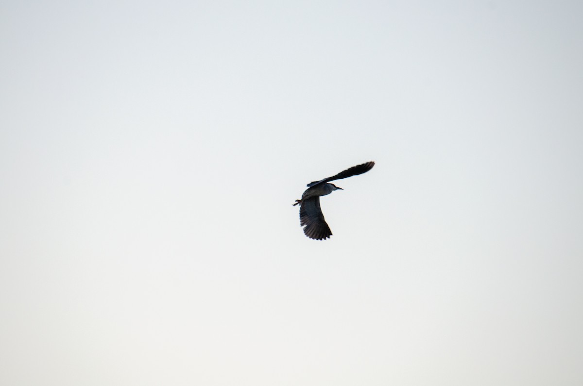 Black-crowned Night Heron - ML326746101
