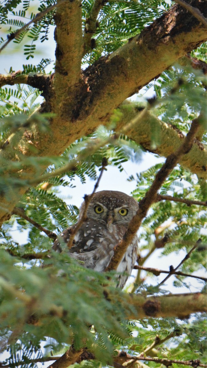 kulíšek perlový - ML326748081