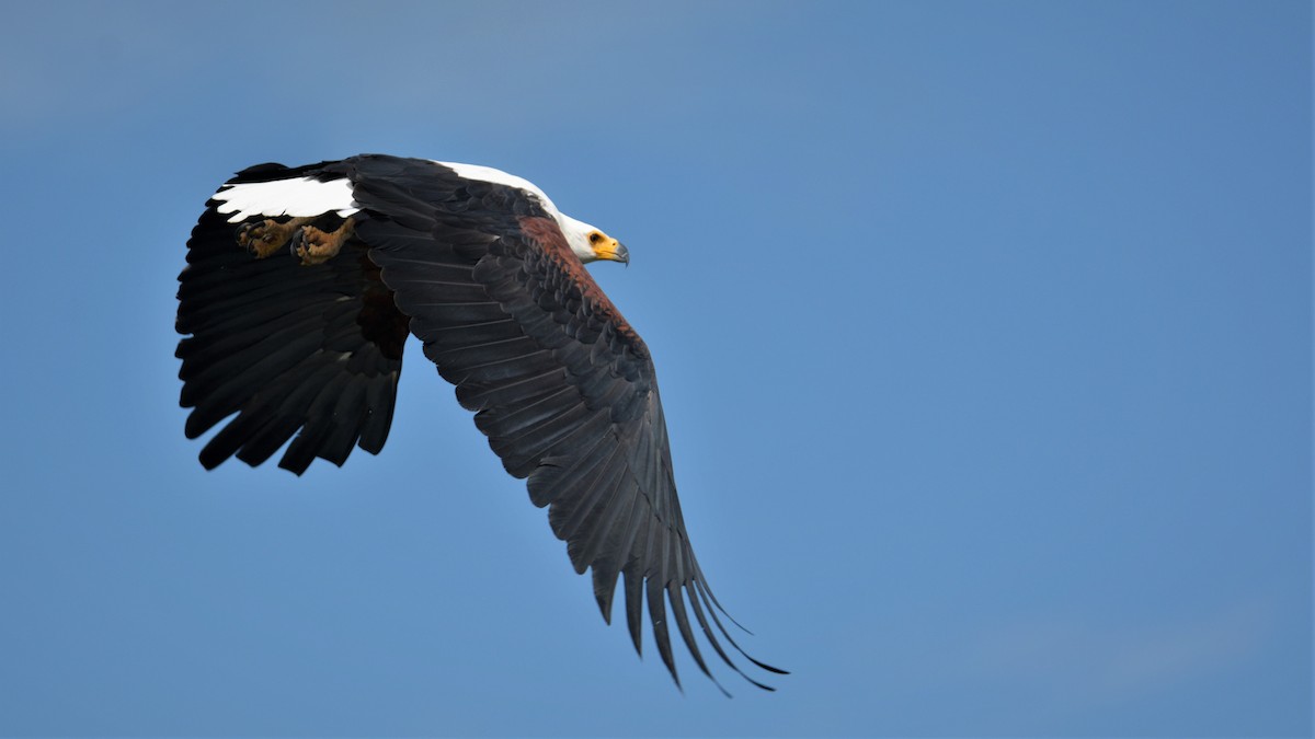 orel jasnohlasý - ML326748151