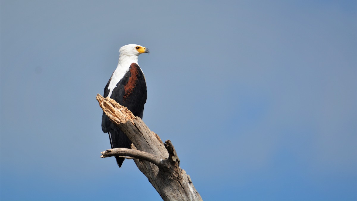 orel jasnohlasý - ML326748231