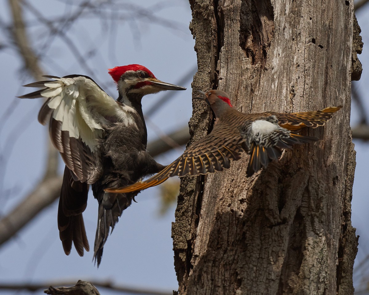 Pileated Woodpecker - ML326748981