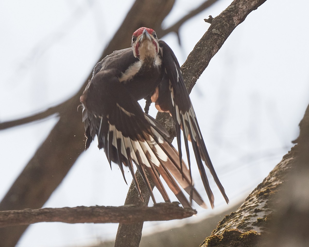 Pileated Woodpecker - ML326748991