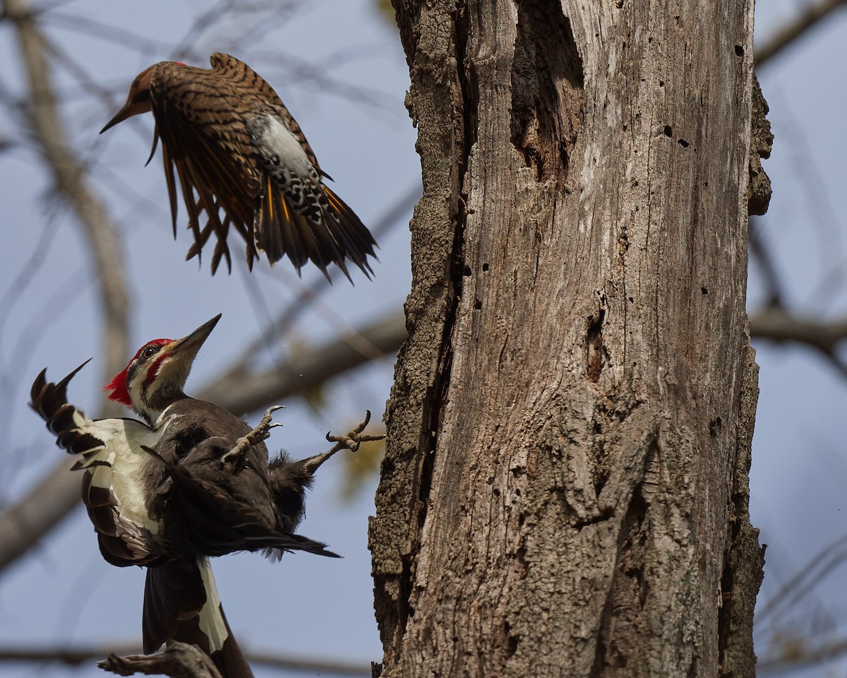 Pileated Woodpecker - ML326749001