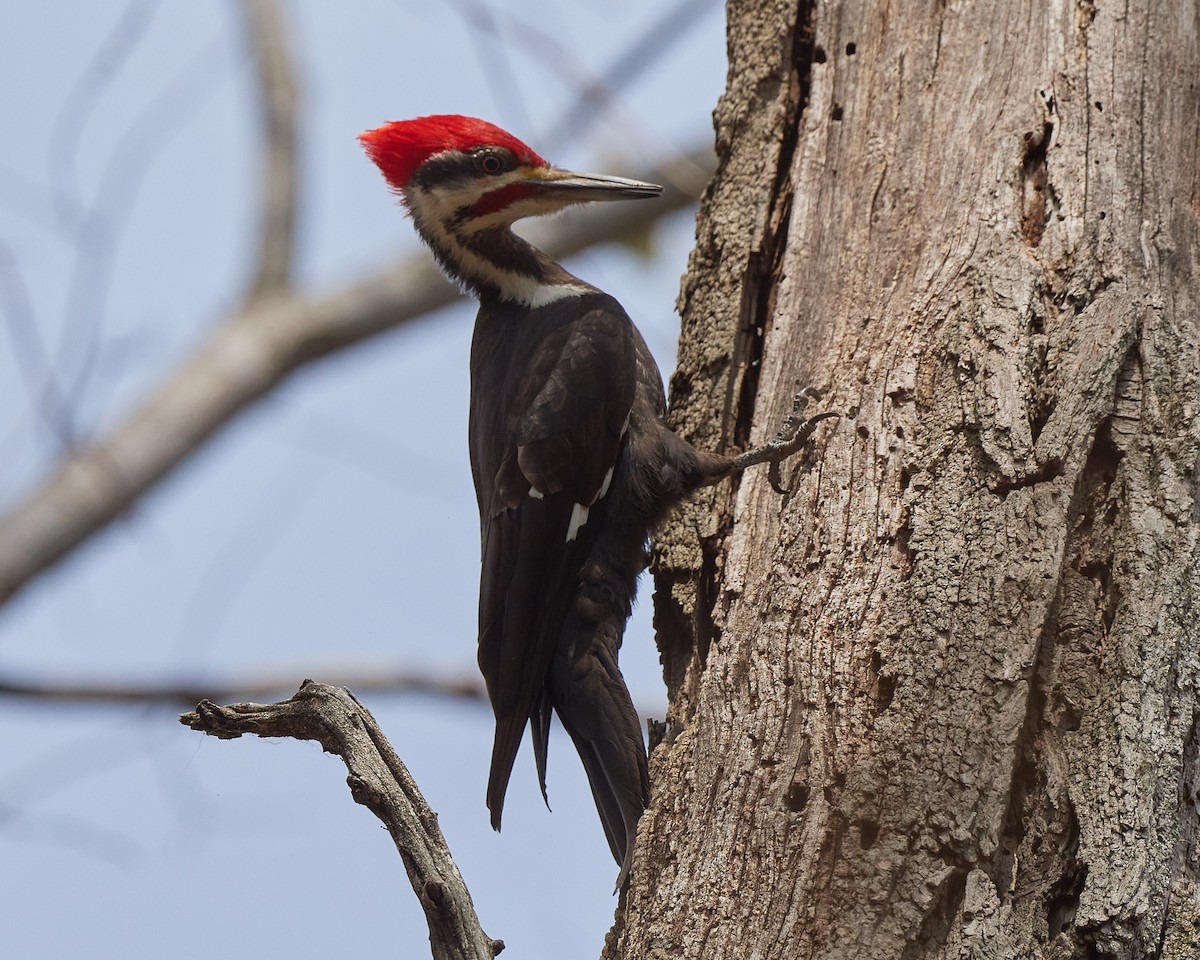 Pileated Woodpecker - ML326749011