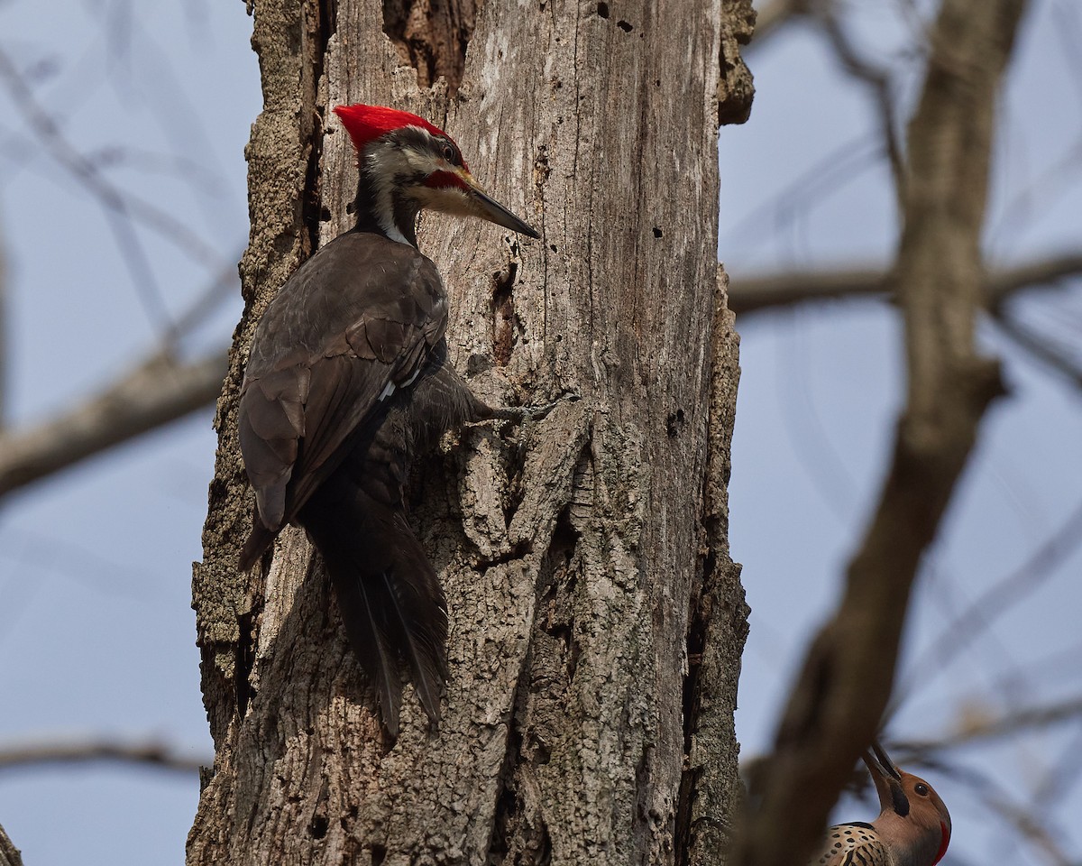Pileated Woodpecker - ML326749021
