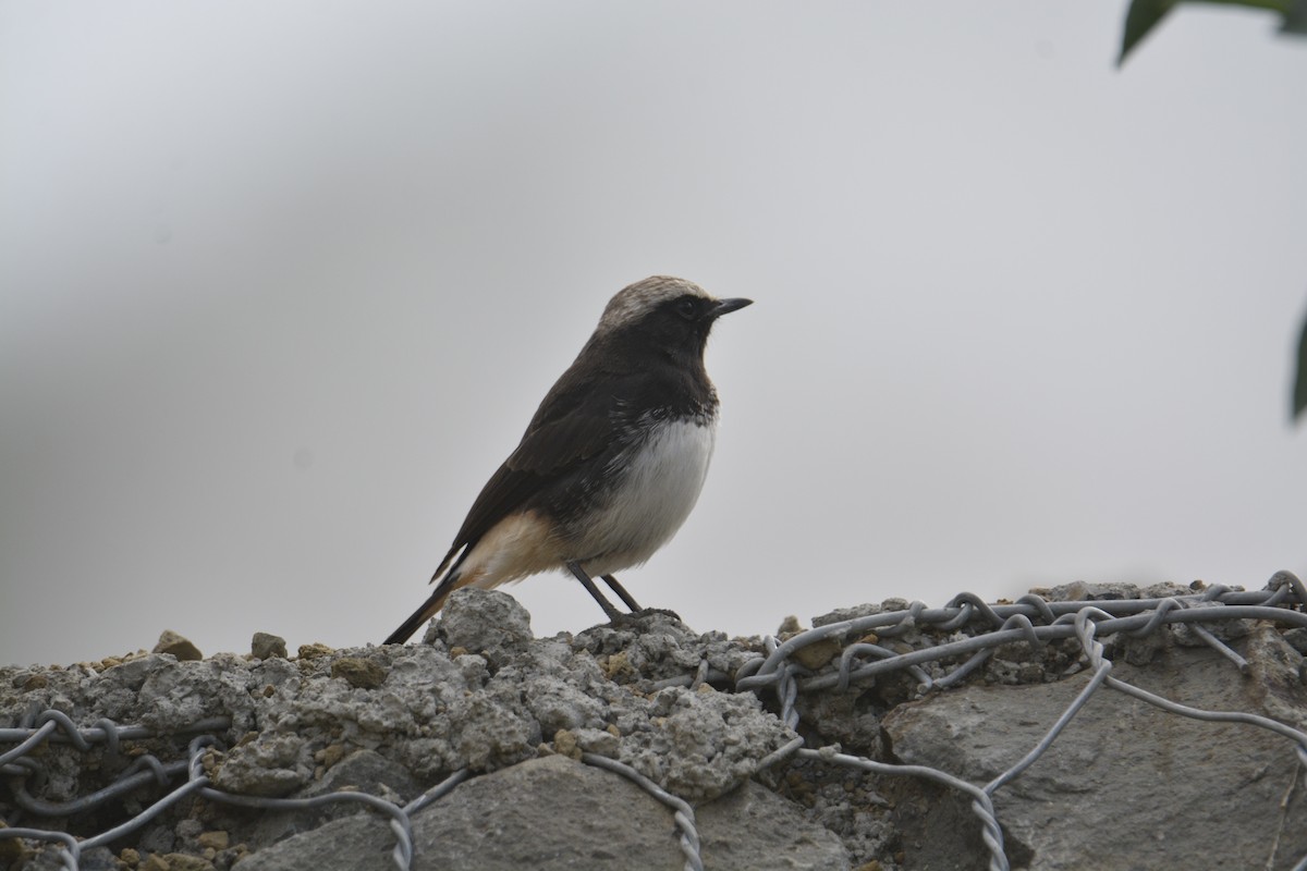 bělořit etiopský - ML326749041