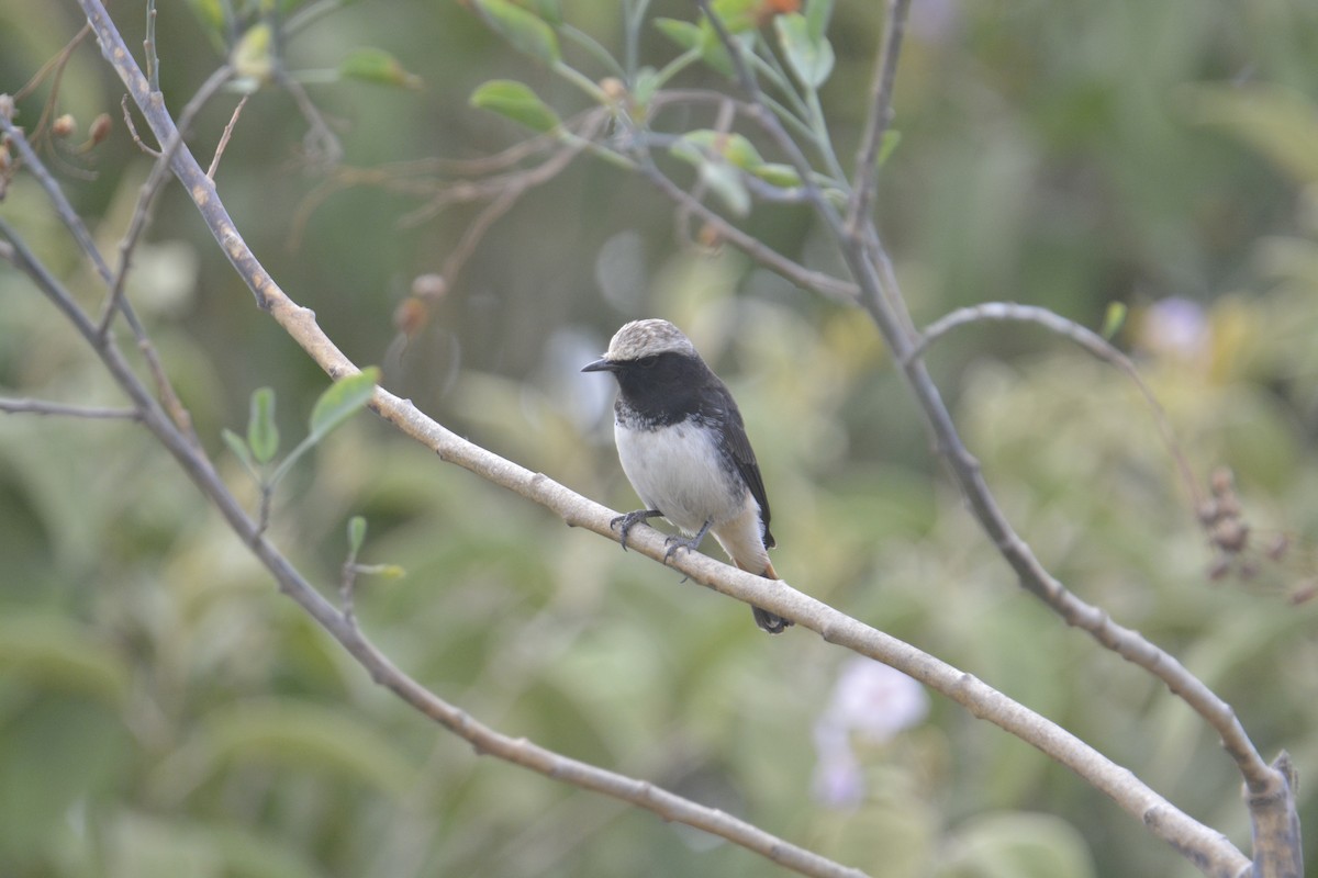 bělořit etiopský - ML326749071