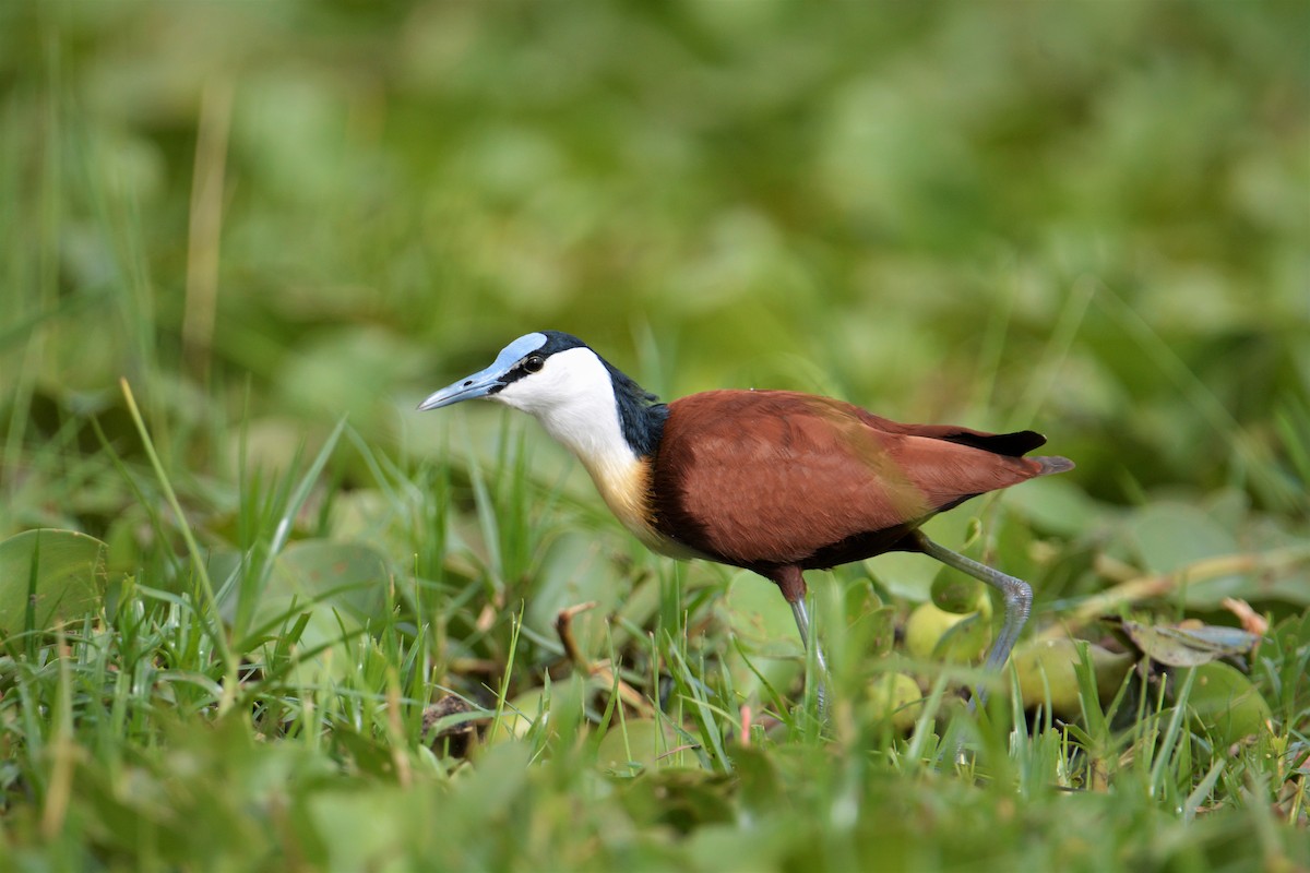 ostnák africký - ML326749301