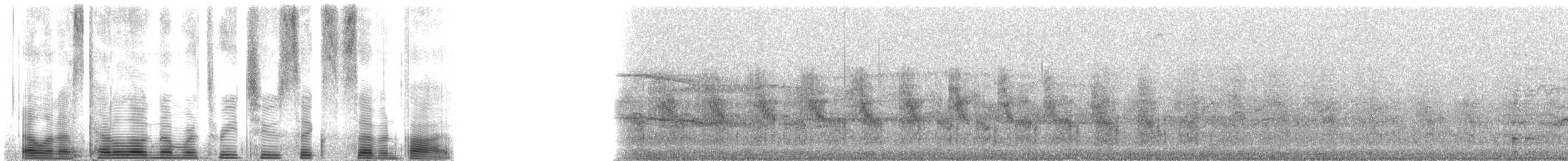 Laysan Albatross - ML32675