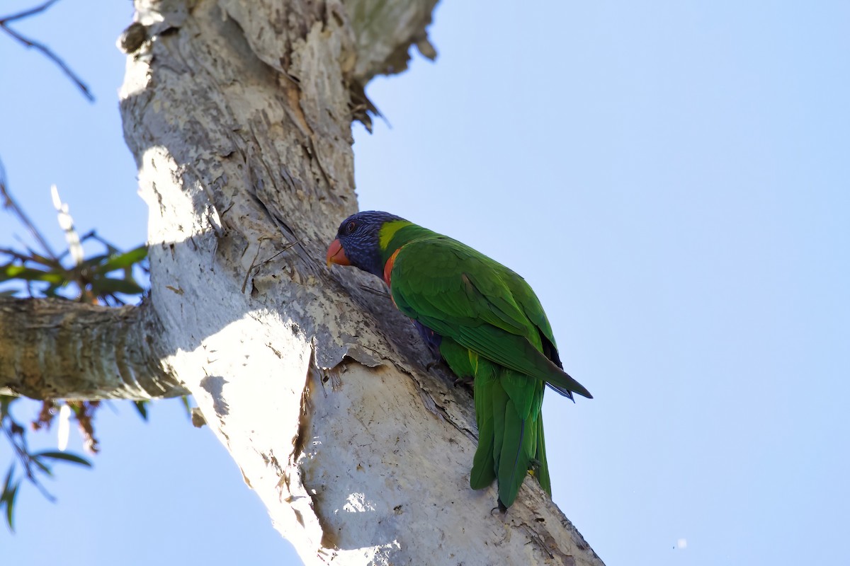 Lori Arcoiris - ML326750801