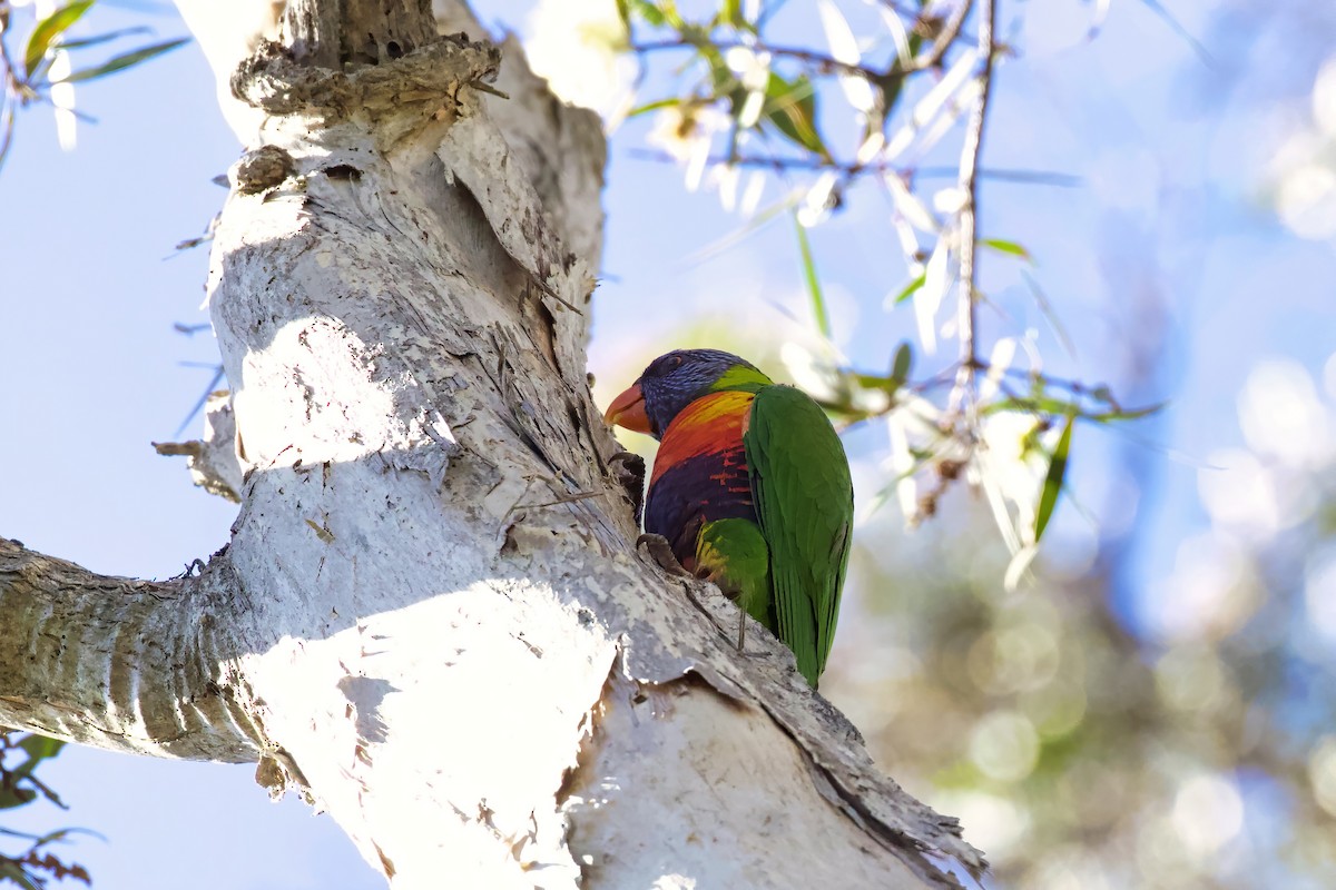 Lori Arcoiris - ML326750841