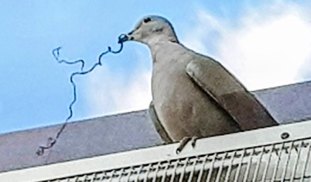 Rock Pigeon - ML326751011