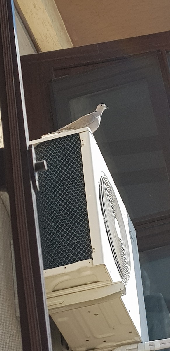 Rock Pigeon - ML326751061