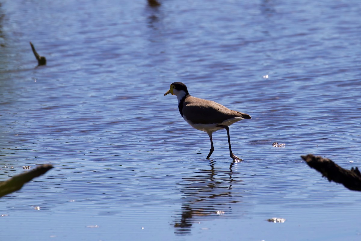 Masked Lapwing - ML326751471