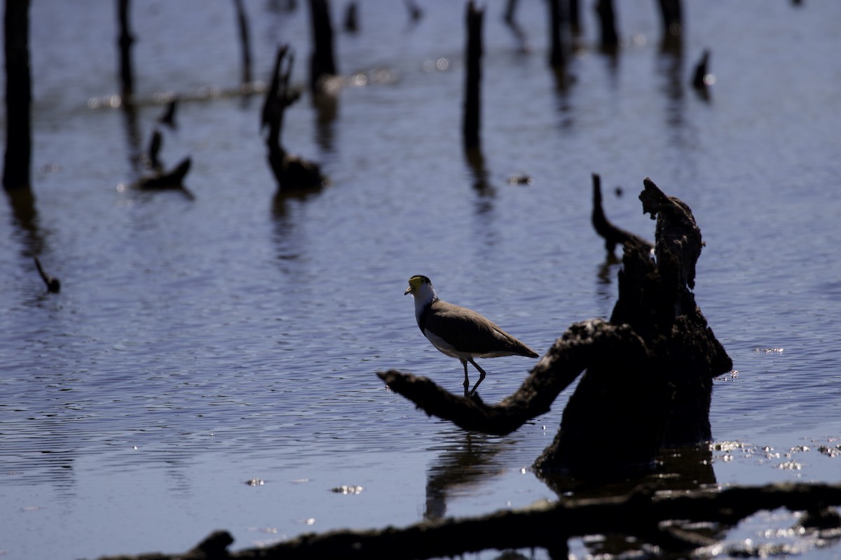 Masked Lapwing - ML326751481