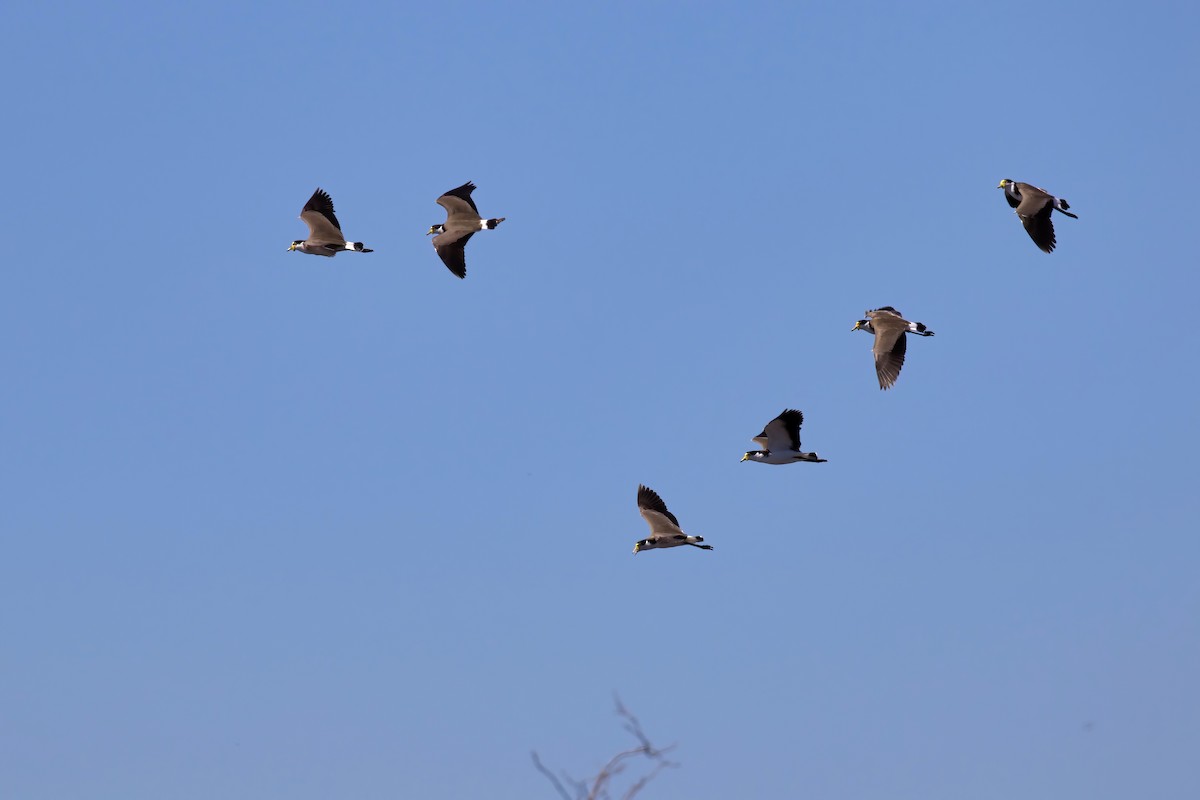 Masked Lapwing - ML326751501