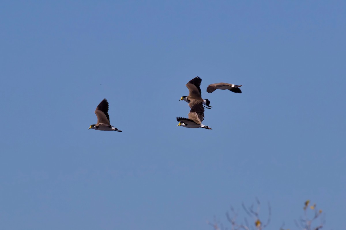 Masked Lapwing - ML326751521