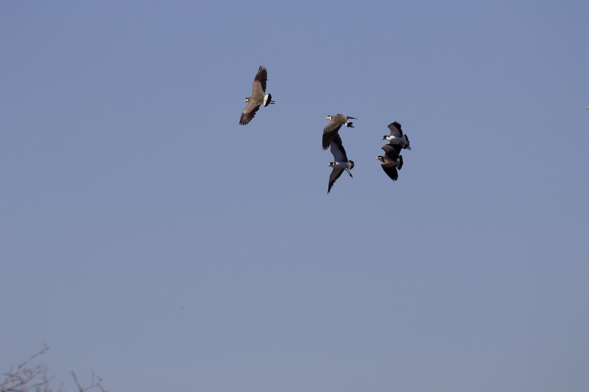 Masked Lapwing - ML326751551