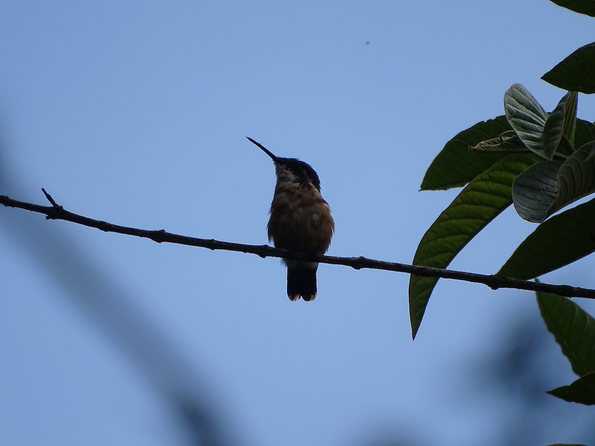 Colibrí Astral - ML326752911