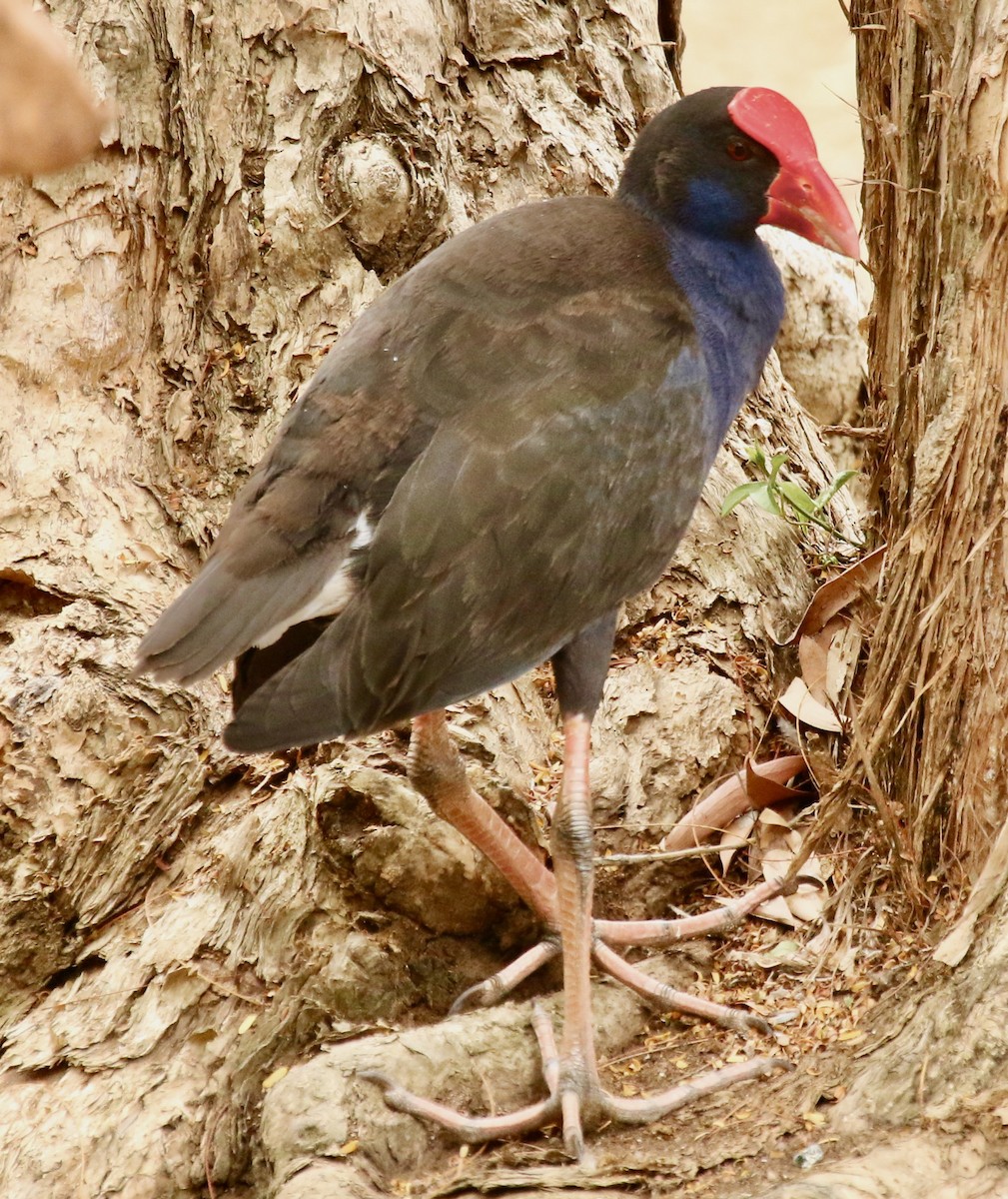 Australasian Swamphen - ML326754231