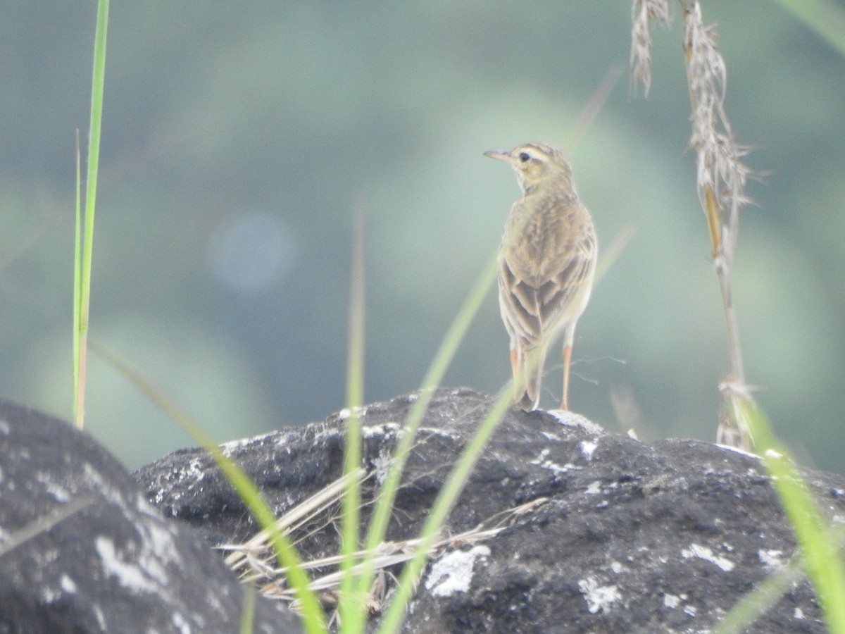 Paddyfield Pipit - ML326758871