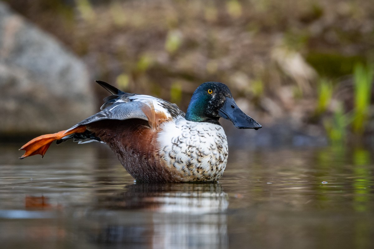 Northern Shoveler - Frédérick Lelièvre