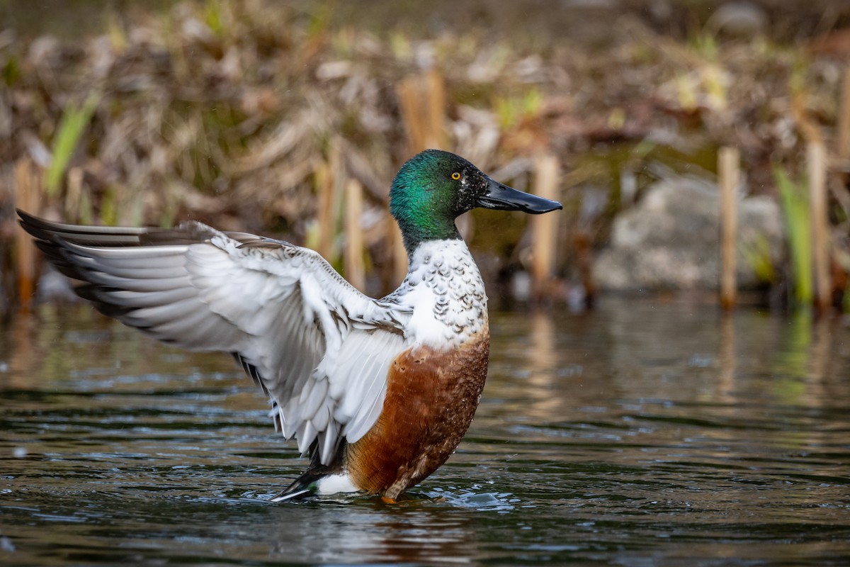 Northern Shoveler - ML326761061