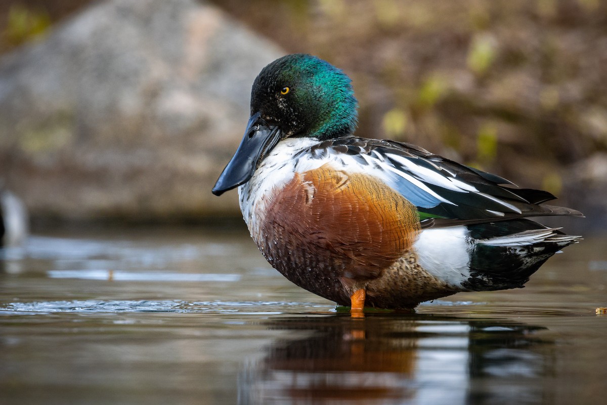 Northern Shoveler - ML326761071