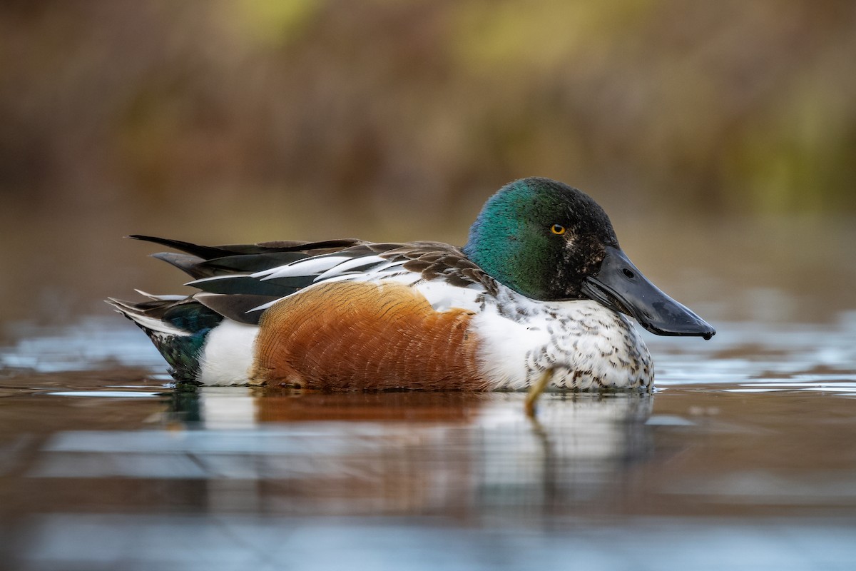 Northern Shoveler - ML326761171