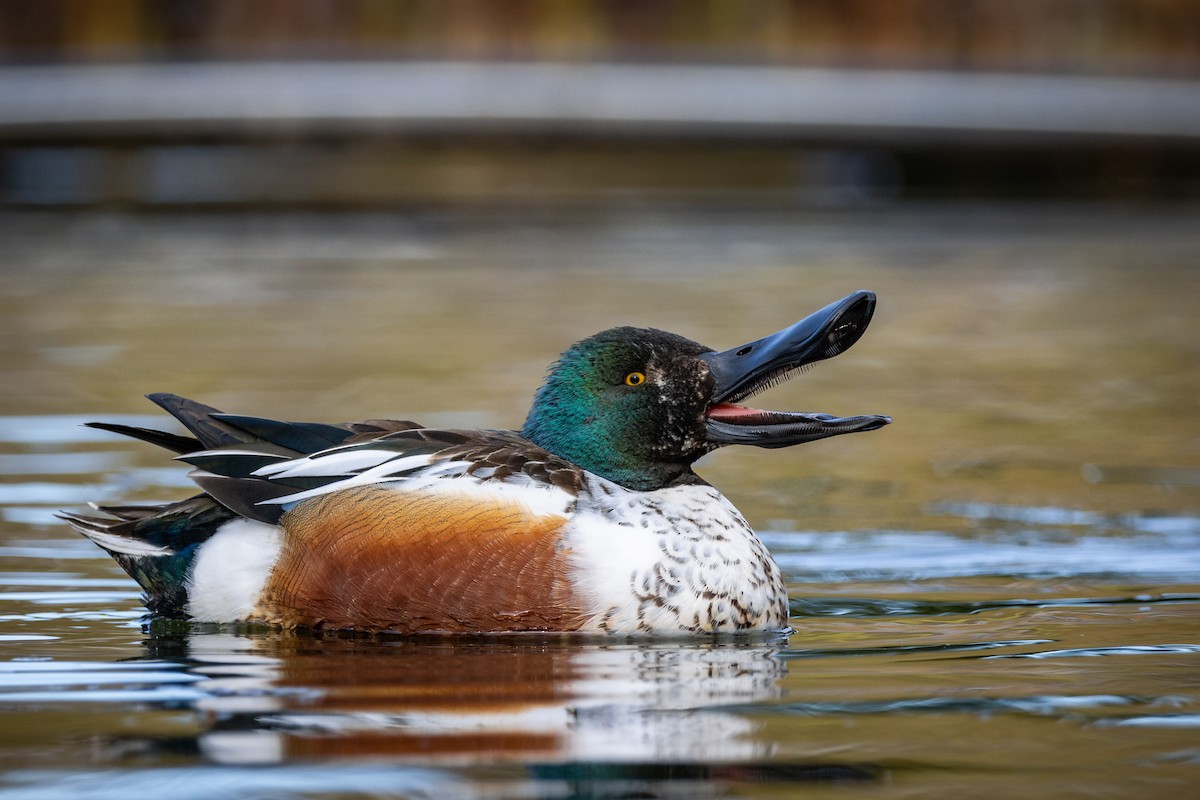 Northern Shoveler - ML326762921