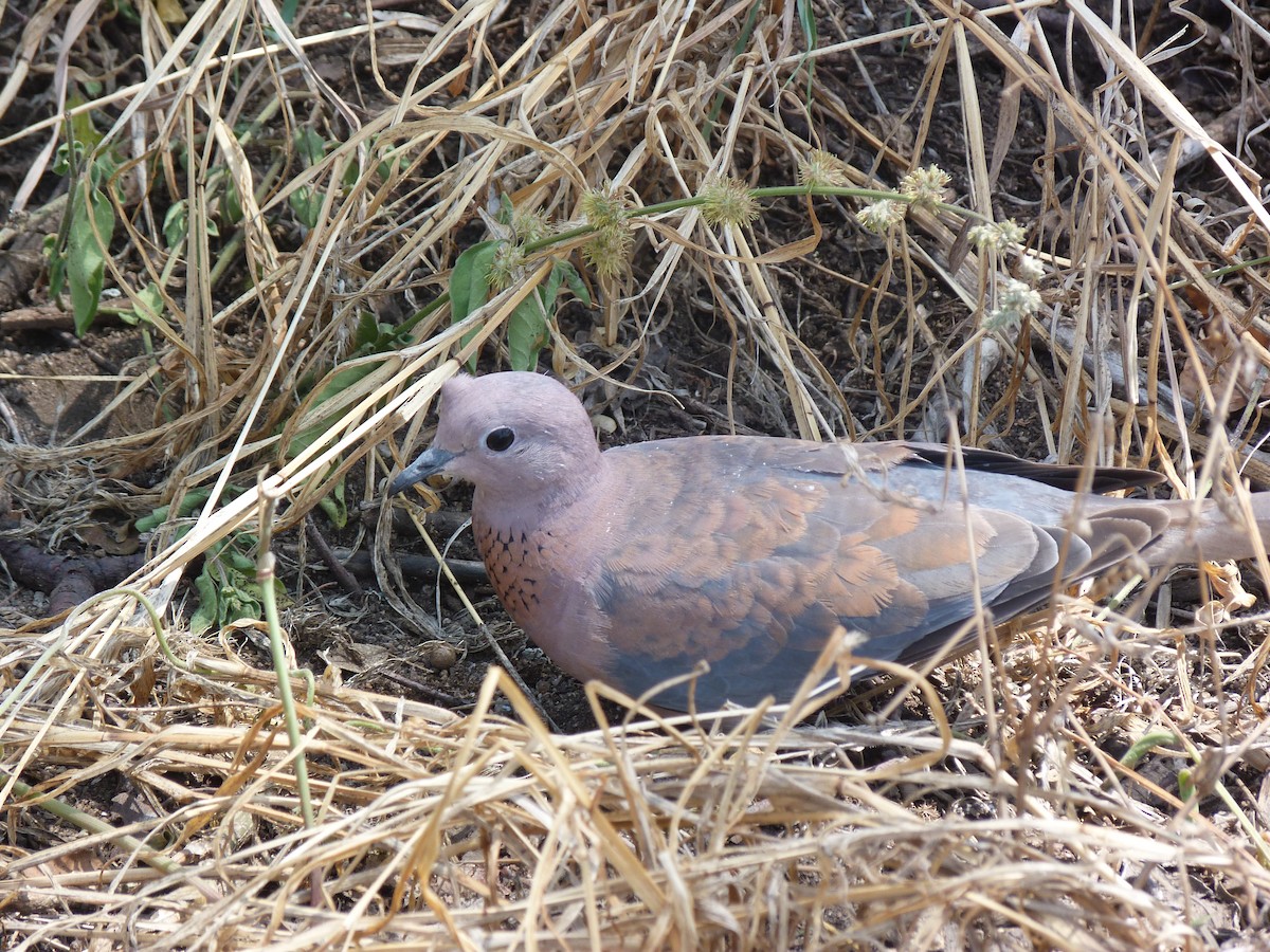 Laughing Dove - ML326763261