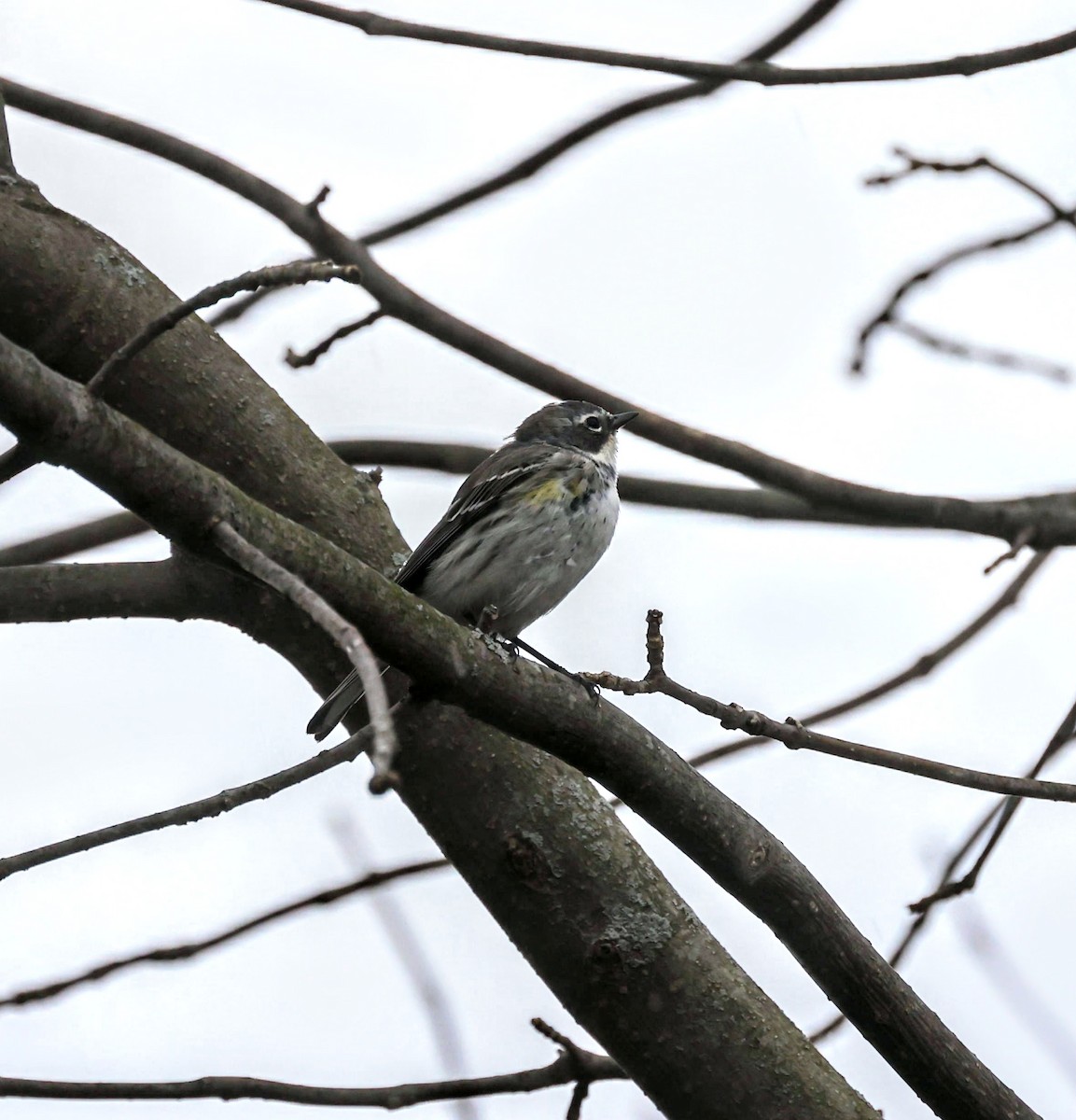 Yellow-rumped Warbler - ML326764611