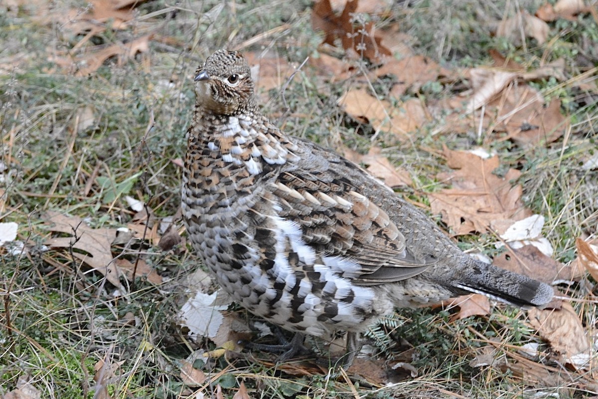 Ruffed Grouse - ML326764721