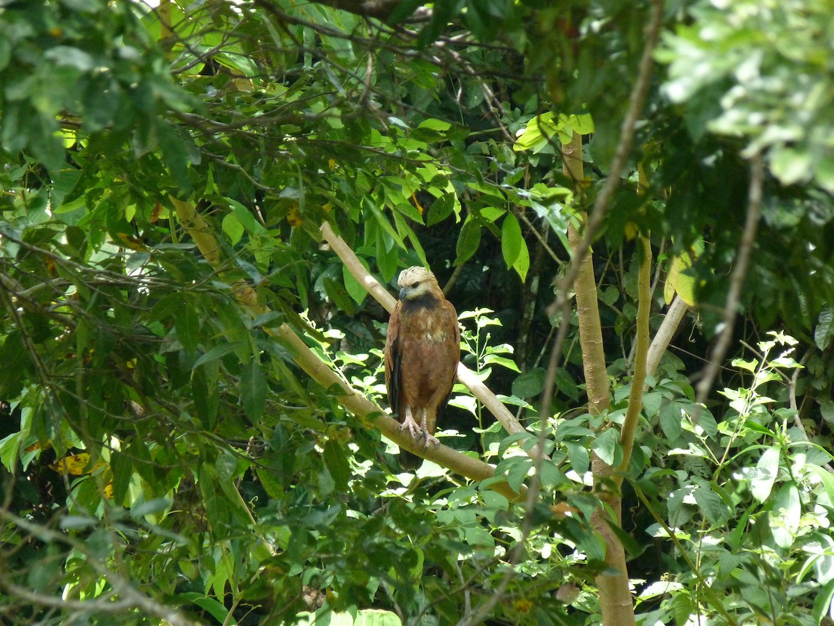 Black-collared Hawk - ML326764821