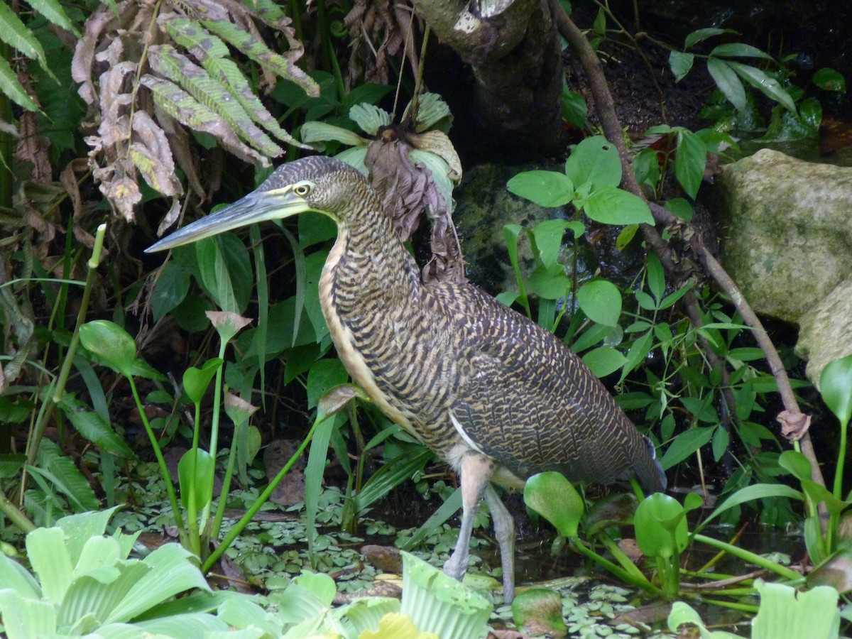 Bare-throated Tiger-Heron - ML326765341