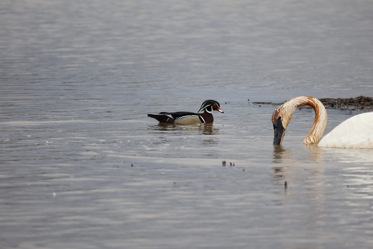 Wood Duck - ML326765371