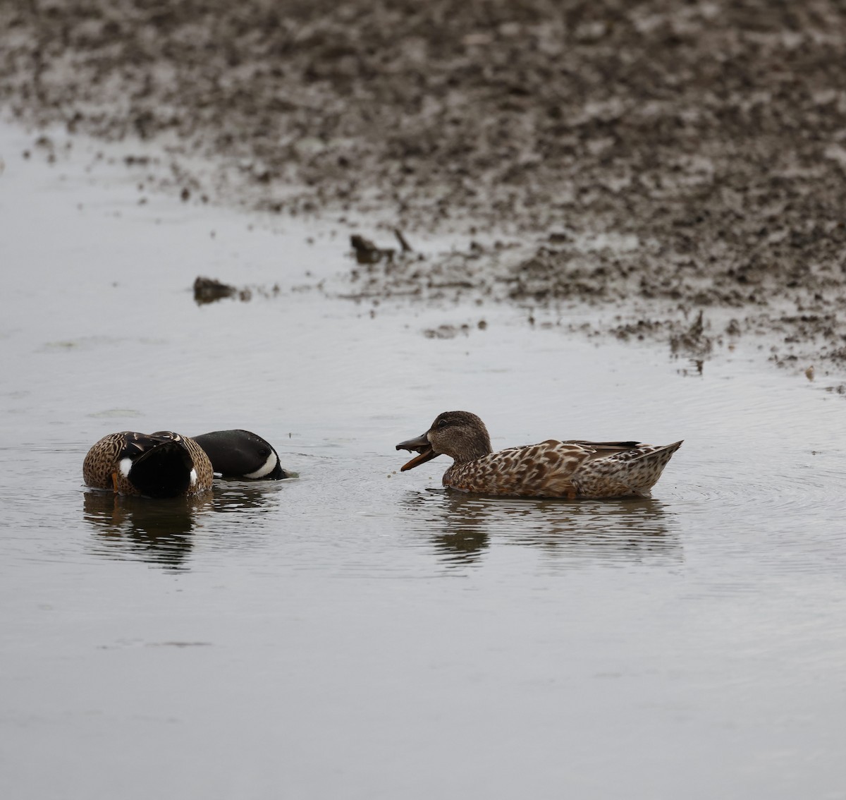 Wood Duck - ML326765421