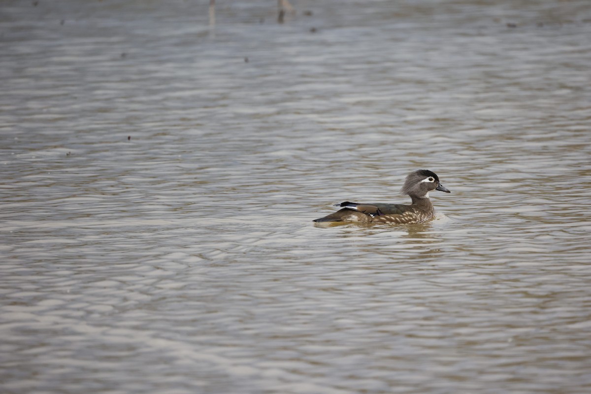 Wood Duck - ML326765441