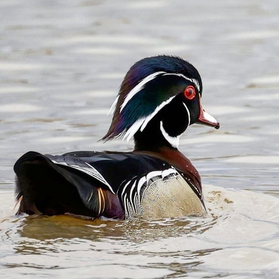 Wood Duck - ML326765461