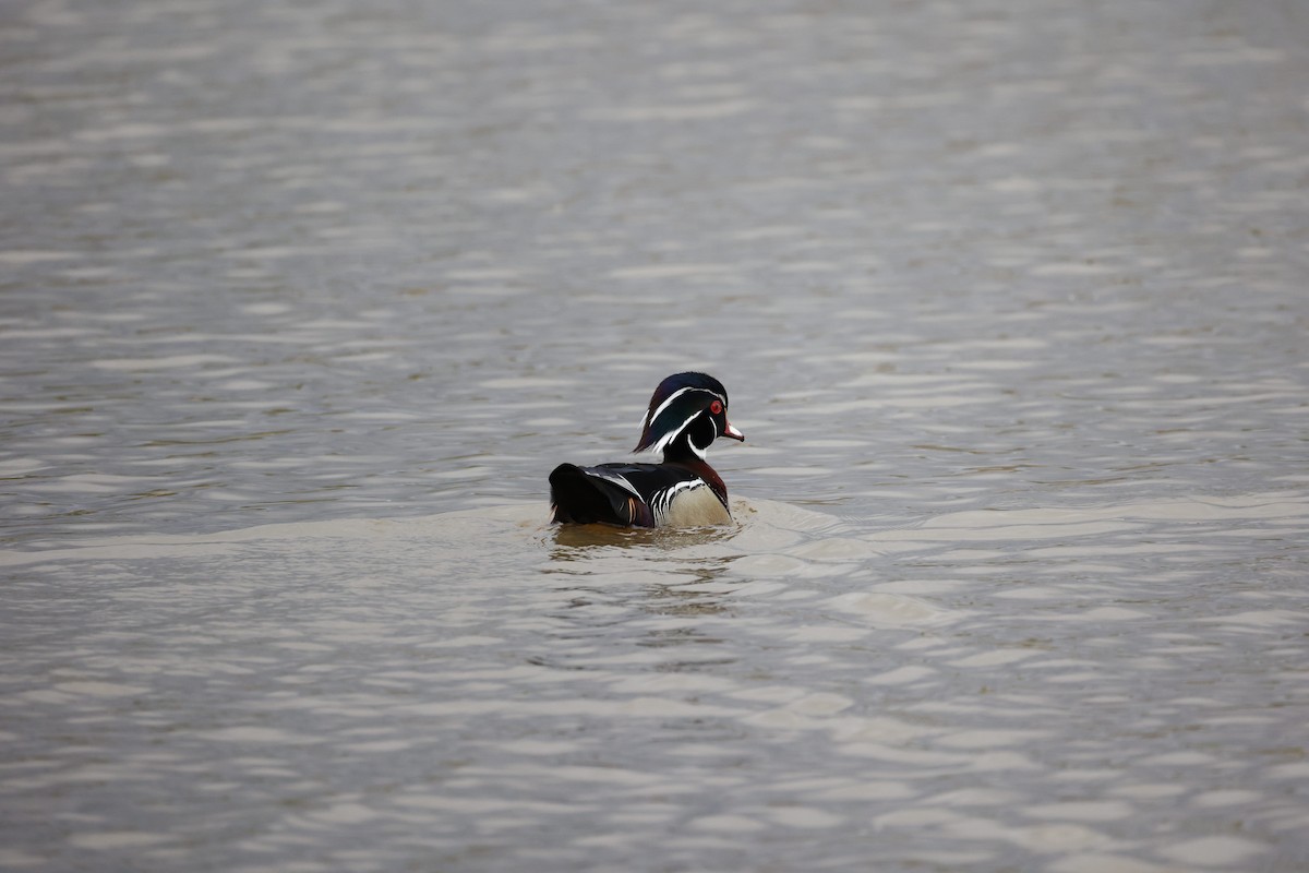 Wood Duck - ML326765471