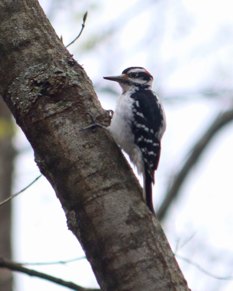Hairy Woodpecker (Eastern) - ML326766331