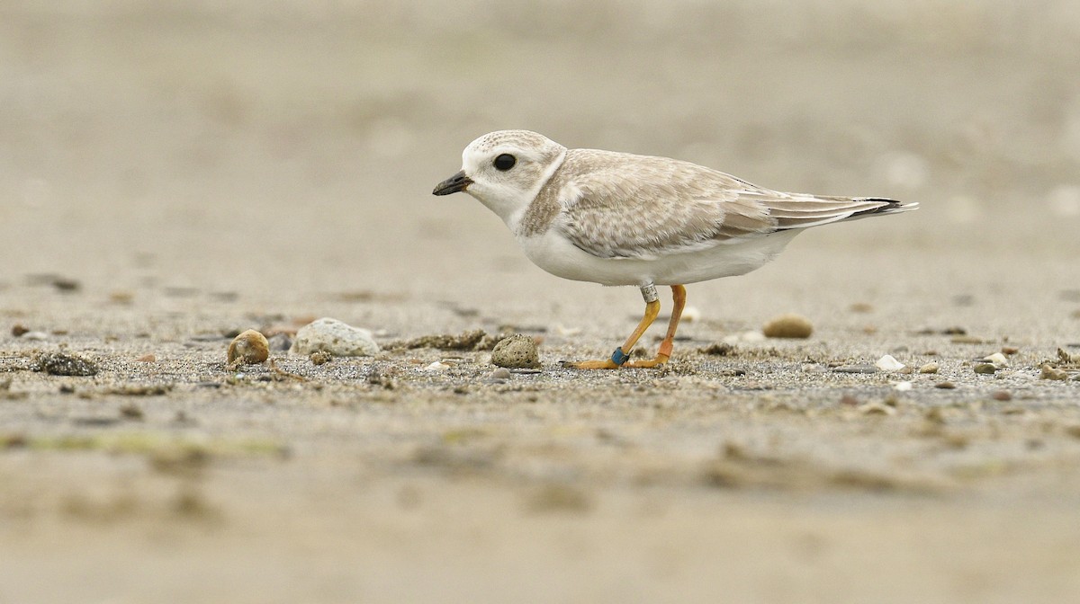 Piping Plover - ML32676671