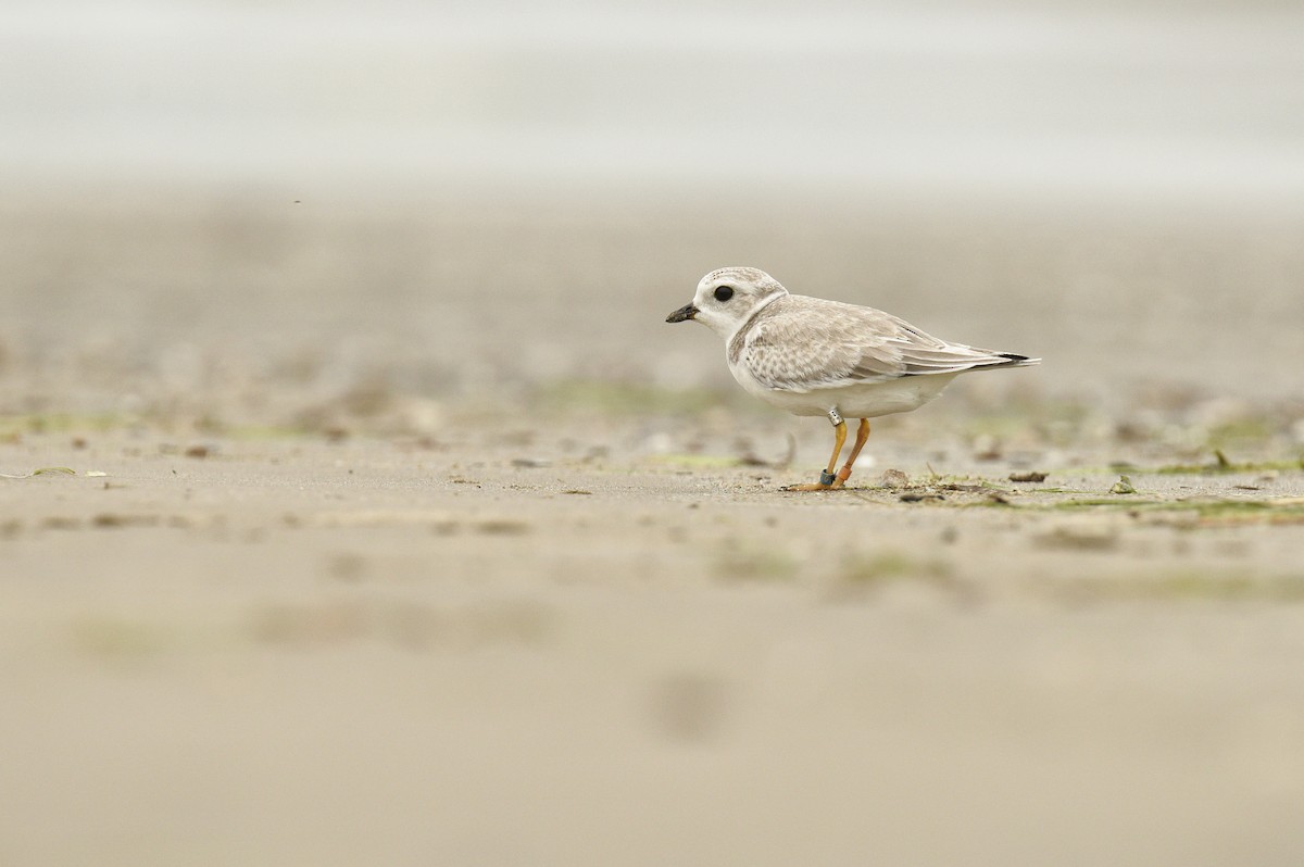 Piping Plover - ML32676681