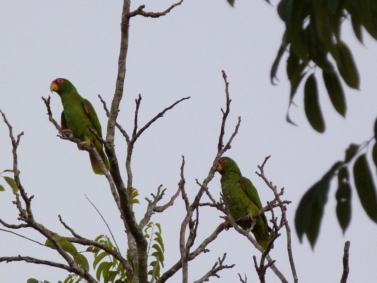 White-fronted Parrot - ML326766901